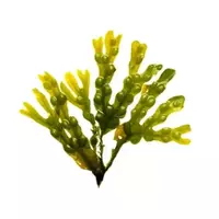 Fucus seaweed...